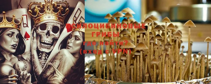 Псилоцибиновые грибы Psilocybe  Соликамск 